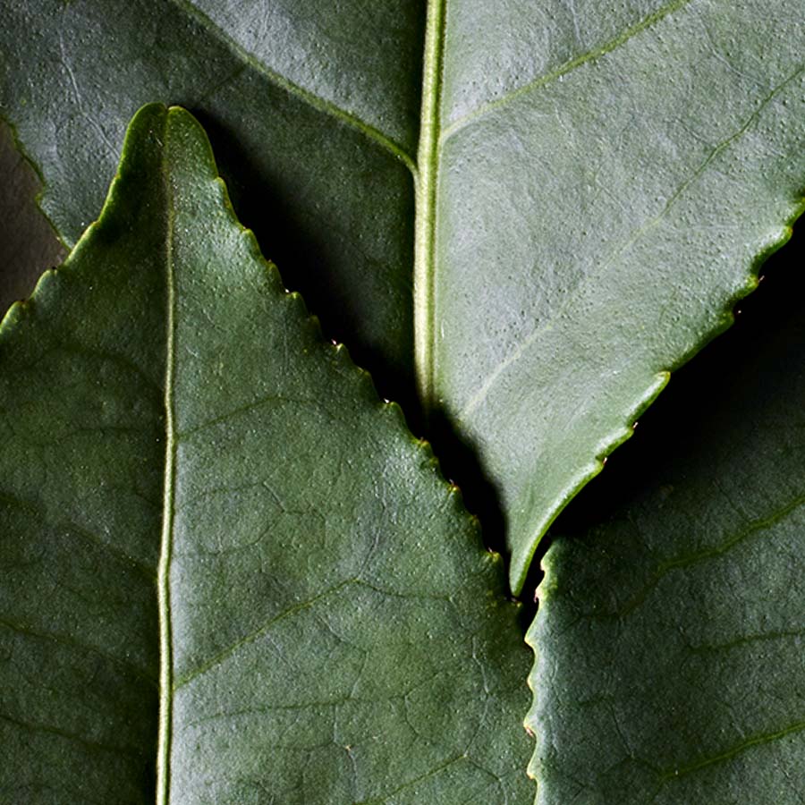 Dr. Hauschka Gel za obrvi in trepalnice – fotografija 5