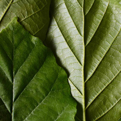 Dr. Hauschka Kompaktni puder – fotografija 3